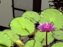 紫の花の熱帯スイレン
