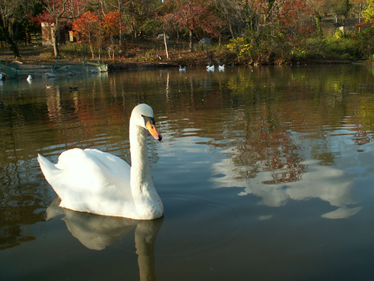 秋空の元、静かな水面を優雅に泳ぐ白鳥