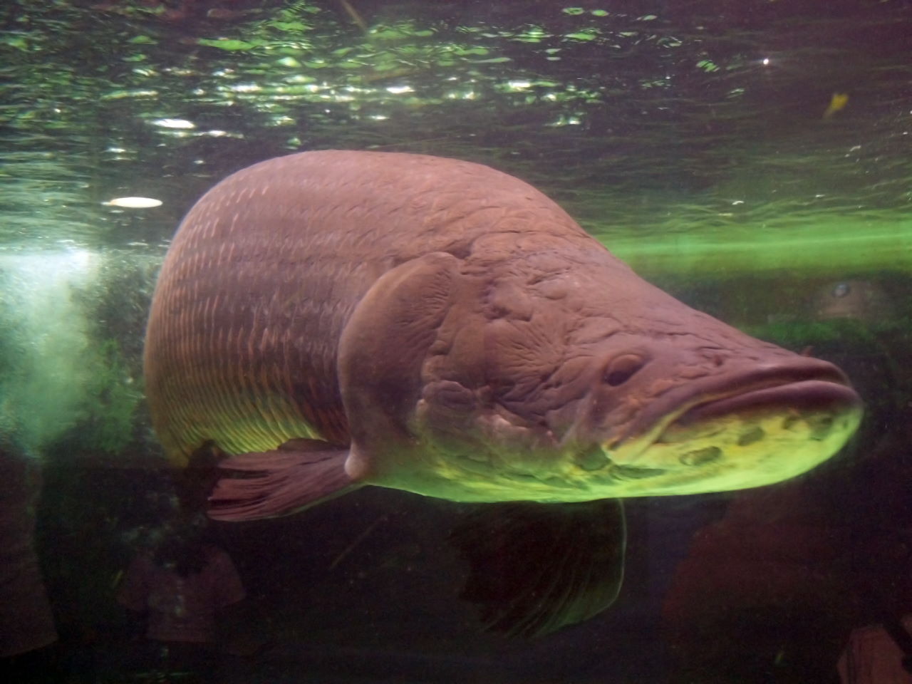 最大の淡水魚ピラルク