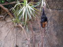 長崎バイオパークのインドオオコウモリ