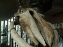 シロナガスクジラの全身骨格標本