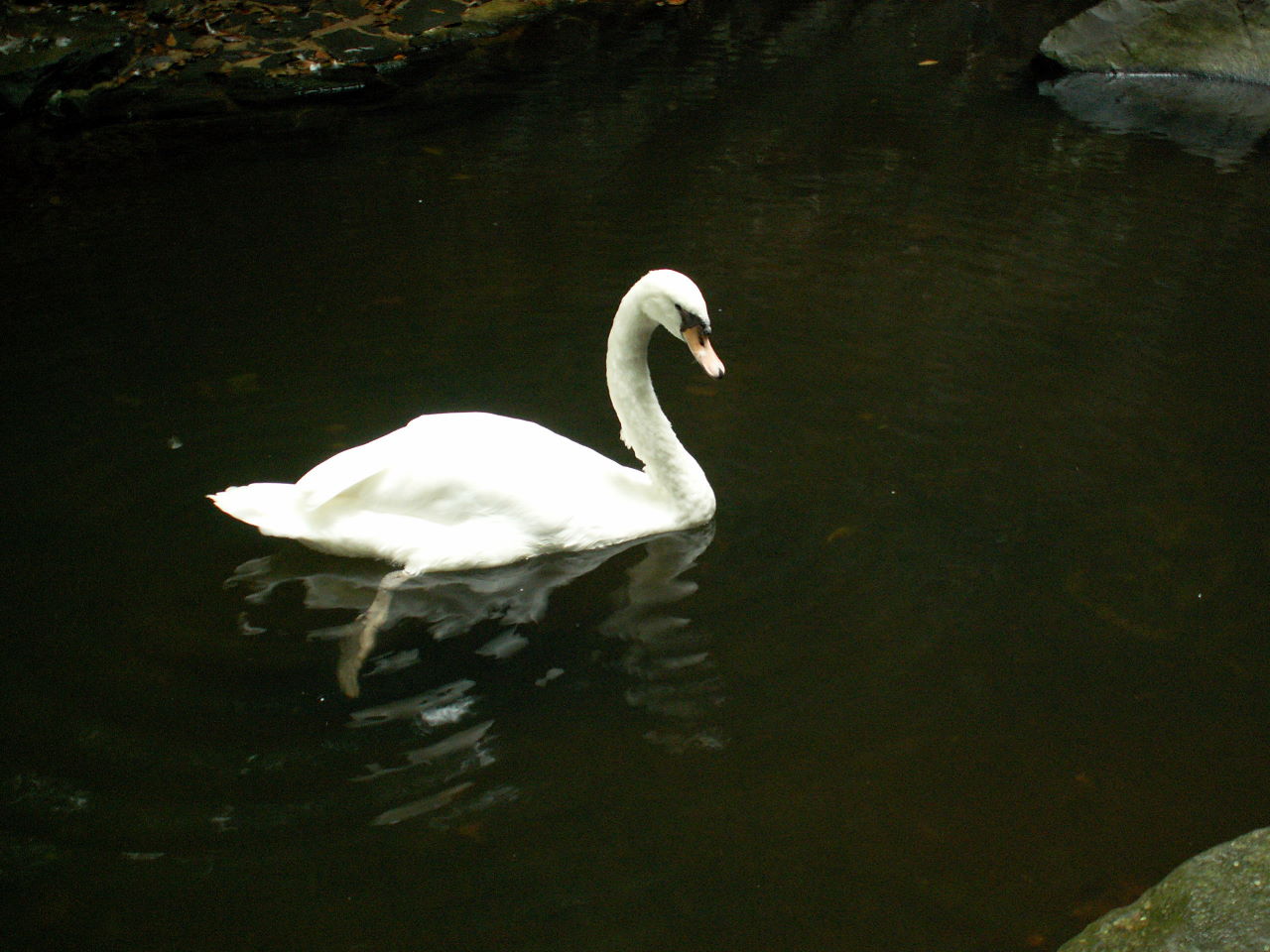 池に浮かぶ白鳥