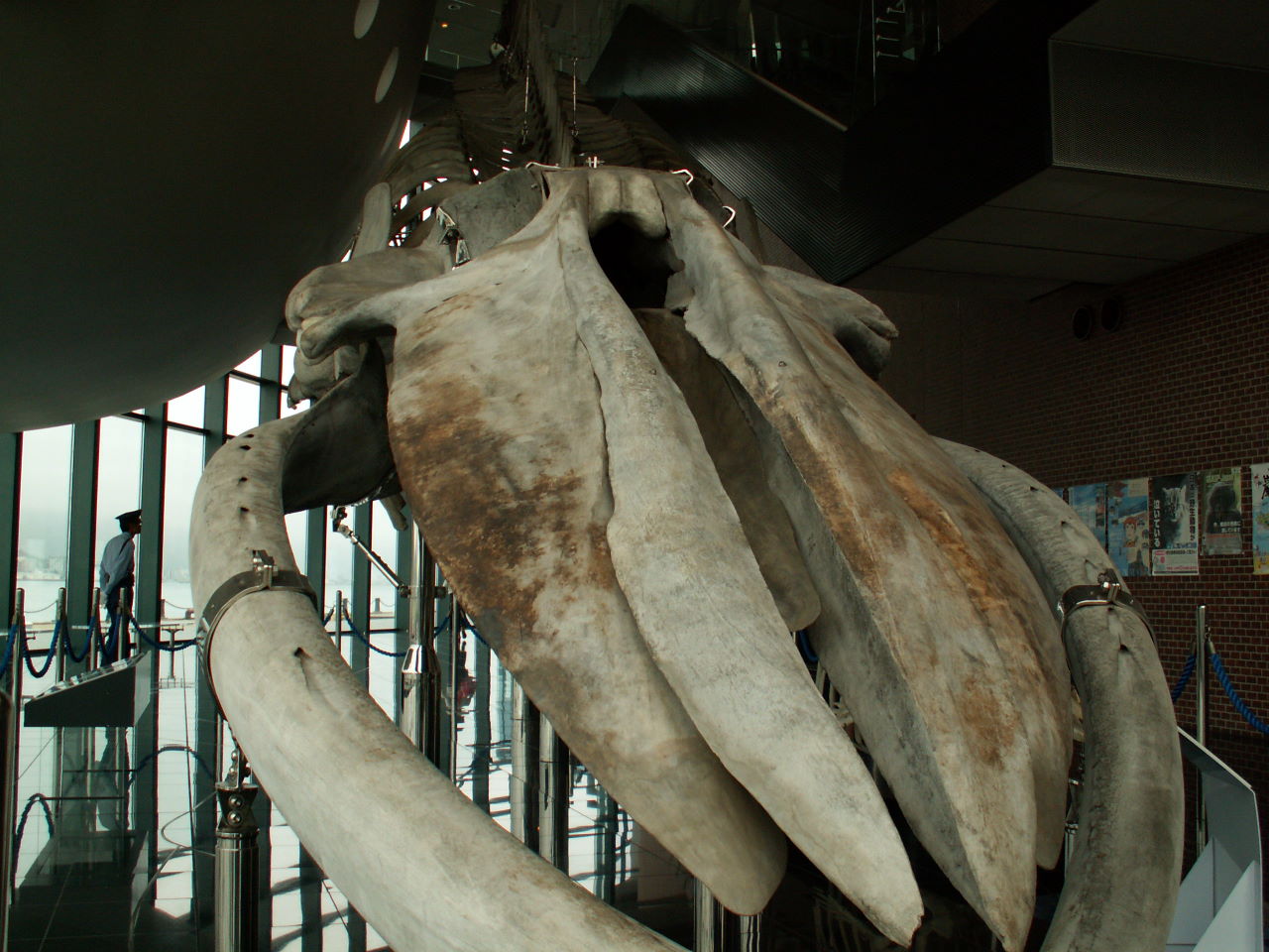 シロナガスクジラの全身骨格標本 フリー素材写真 雛人形も五月人形も楽しむ