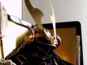 梨地小札黒糸威し覆輪筋鉢兜10号のコンパクト五月人形