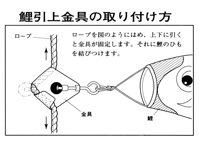 鯉とロープの接続