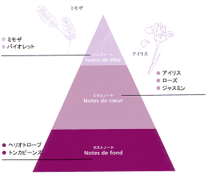 ミモザの葉とセダーの実、アイリスの花と共にトップノート・ミドルノート・ラストノートの香りのピラミッドを図解で説明
