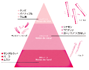 シナモンの木とサンダルウッドの実、バニラの花と共にトップノート・ミドルノート・ラストノートの香りのピラミッドを図解で説明