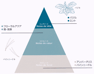 バジルの葉と松の葉と共にトップノート・ミドルノート・ラストノートの香りのピラミッドを図解で説明