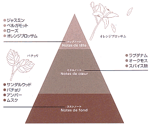 オレンジブロッサムの花、パチュリの葉と共にトップノート・ミドルノート・ラストノートの香りのピラミッドを図解で説明