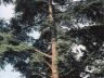枝を広げ聳え立つセダーの大樹
