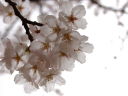 満開に咲き誇る桜-染井吉野