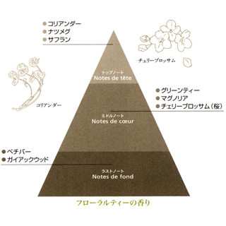 コリアンダー、チェリーブロッサムの花とともにエスプリドテのトップノート、ミドルノート、ラストノートの香りのピラミッドを図解で説明