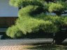 日本庭園と盆栽の松
