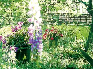 南フランスの花と豊かな自然