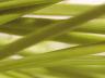 やわらかい緑色のコルシカ島の松の葉