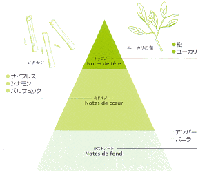 シナモンの木とユーカリの葉と共にトップノート・ミドルノート・ラストノートの香りのピラミッドを図解で説明