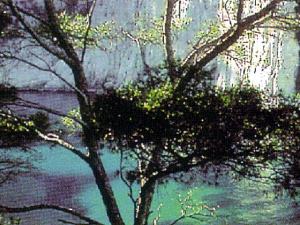 コルシカ島の白い岸壁に聳え立つ松の木