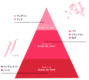 薔薇の花とバニラの花と共にトップノート・ミドルノート・ラストノートの香りのピラミッドを図解で説明