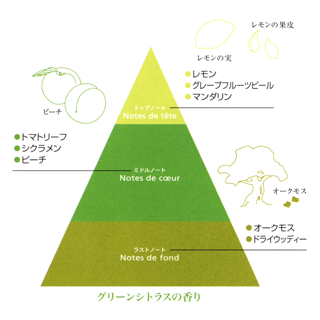 レモンの実とレモンの皮、グレープフルーツ、マンダリン、トマトリーフ、シクラメン、ピーチを調香したグリーンノートの香りのピラミッドの図解