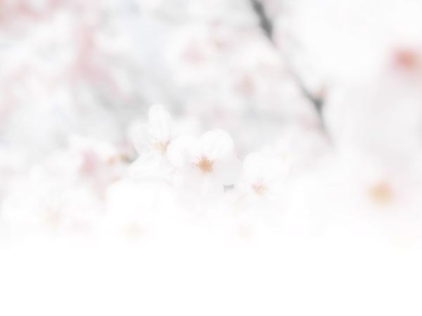 桃の節句なのに桜？