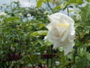 雨露に濡れた白いバラ