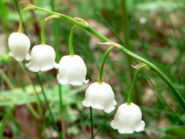 フローレンスのフレッシュミュゲを連想させるスズランの花