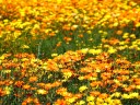 フラワー＆フィールドの丘を抜ける風、太陽と輝く花々をイメージ
