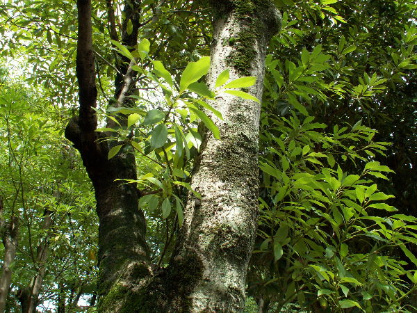 タブの木。植物の中で唯一、炊いても香りを発しないとして樹皮を品松にしたものがお香の基材として使用されている。